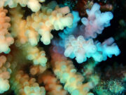Coral closeup
