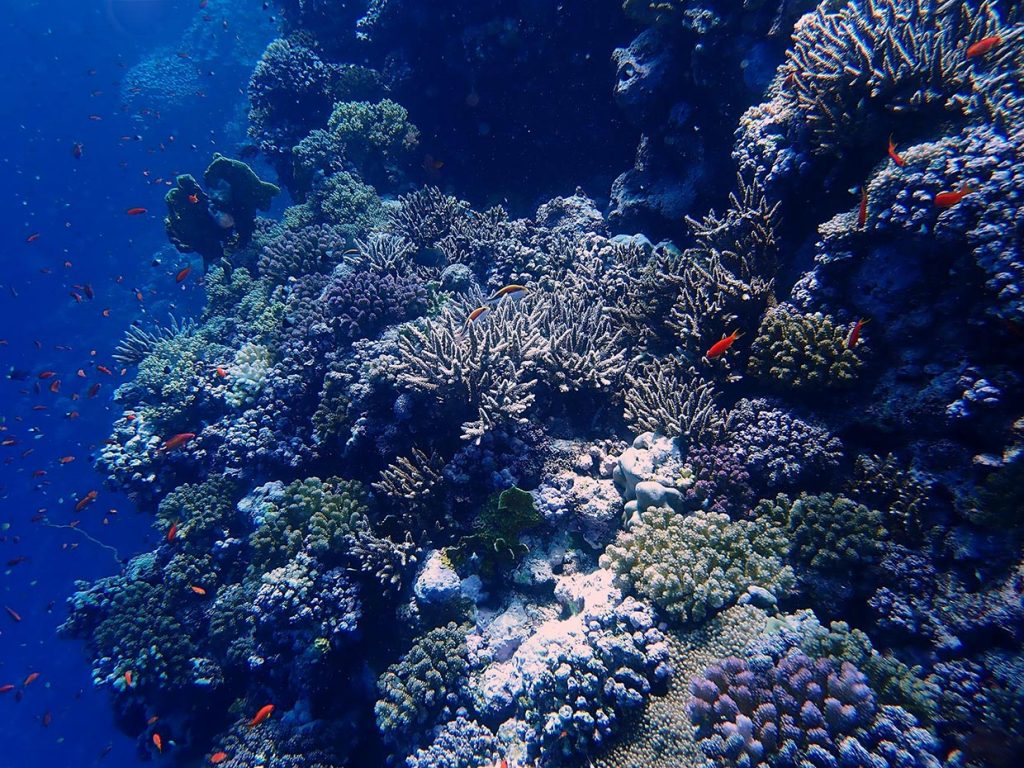 Coral reef Red Sea