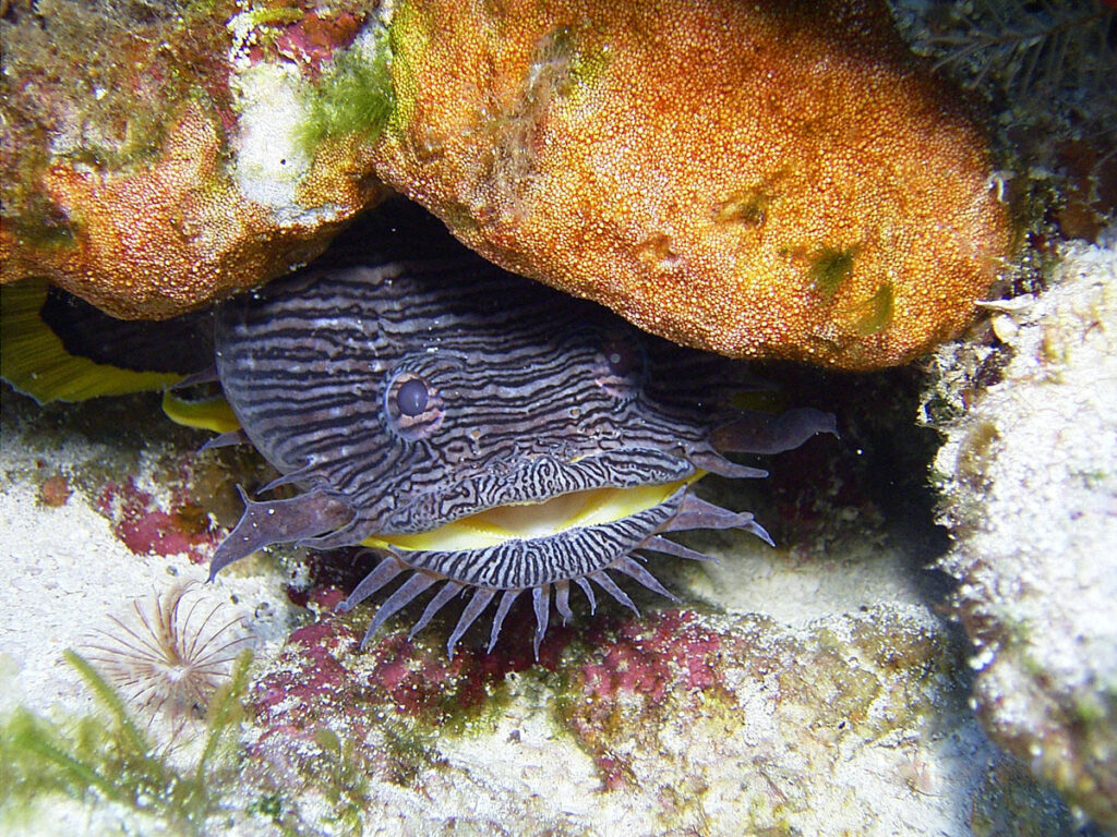 Splendid Toadfish, Sanopus splendidus, Cozumel by Anita Floyd