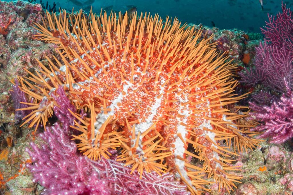crown of thorns starfish - COTS