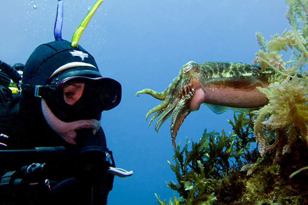 Diver and cuttlefish