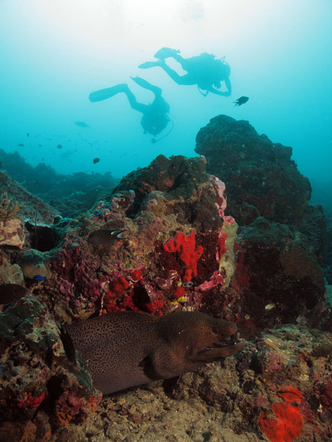 Giant moray eel and divers