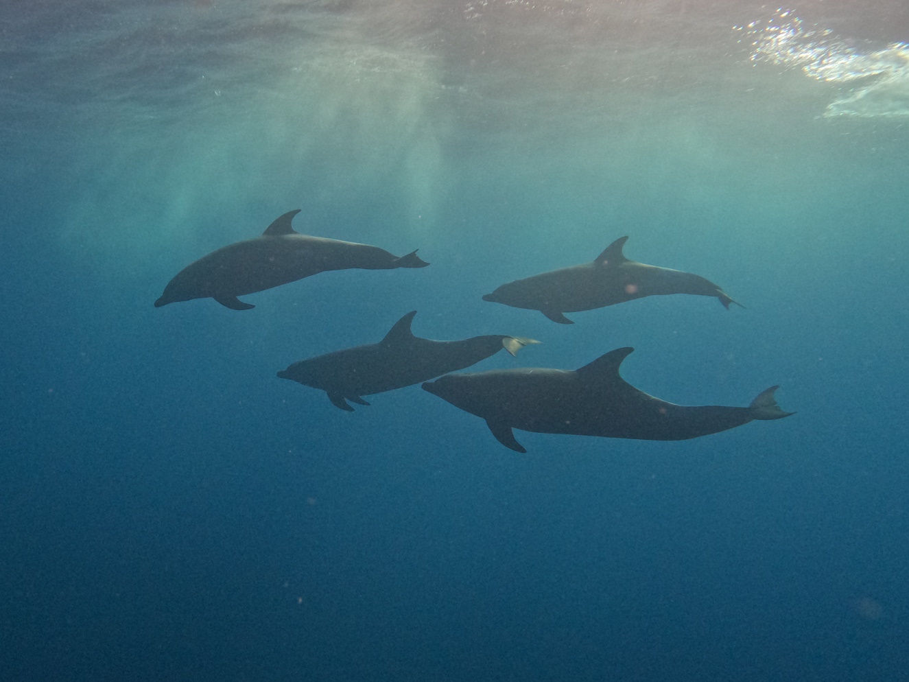 Why Mexico’s sardine run should be on every diver's bucket list - SCUBA ...