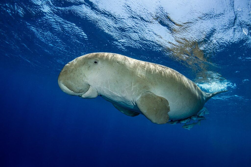 Dugong - Fabrice Dudenhofer / Ocean Image Bank