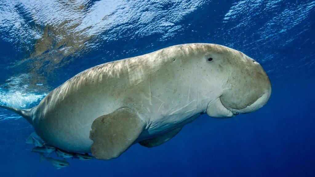 dugong Credit: Fabrice Dudenhofer / Ocean Image Bank
