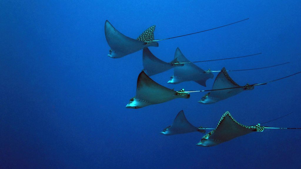 eagle rays