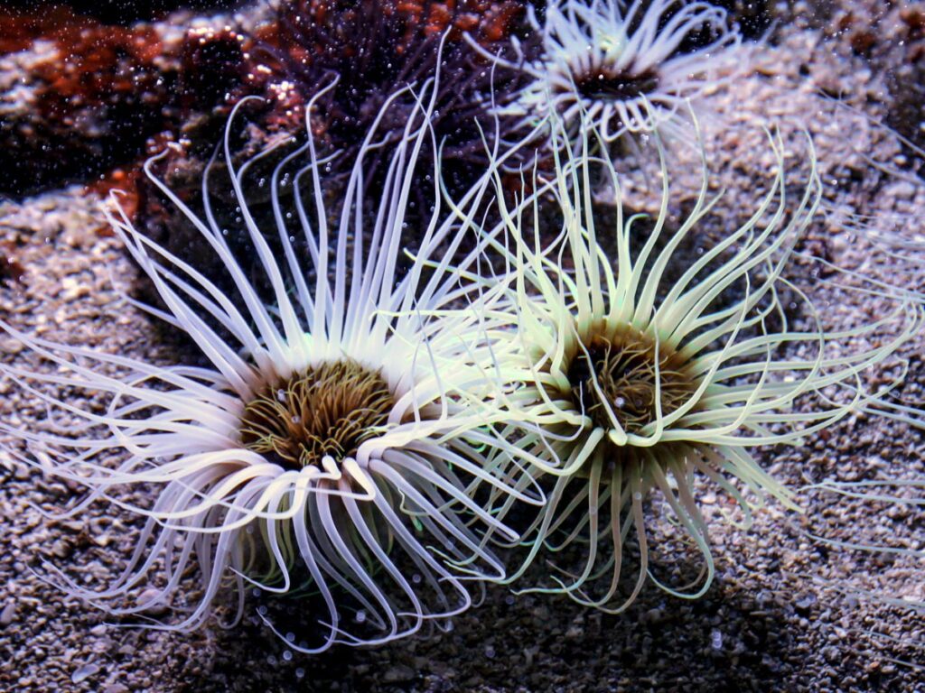 Fireworks anemone