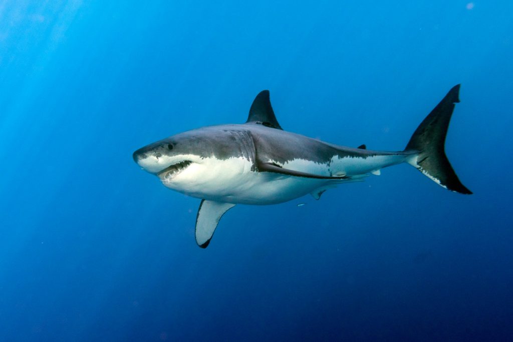 Great white shark