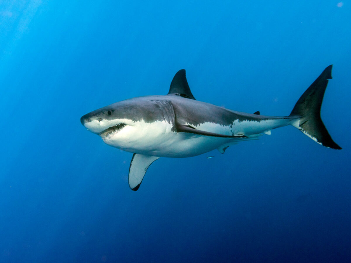 Why closing Guadalupe Island puts sharks at risk but it s not too late to stop it in 2023 SCUBA News