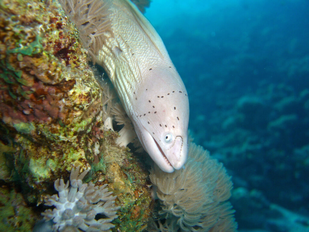 geometric moray, Photo credit: Tim Sheerman-Chase (CC BY 2.0)