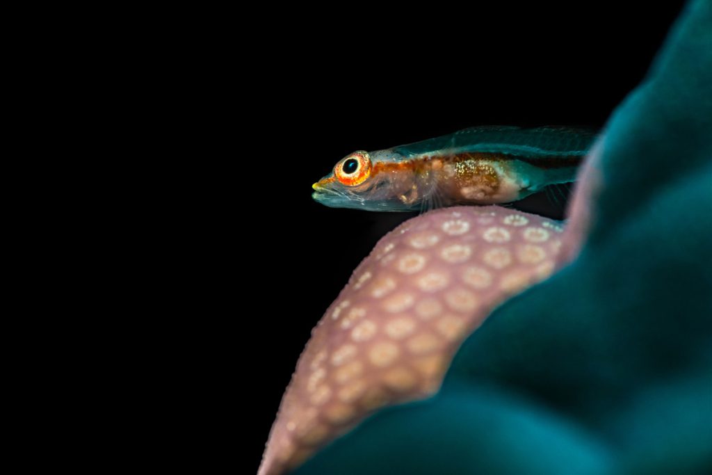 ghost goby redsea