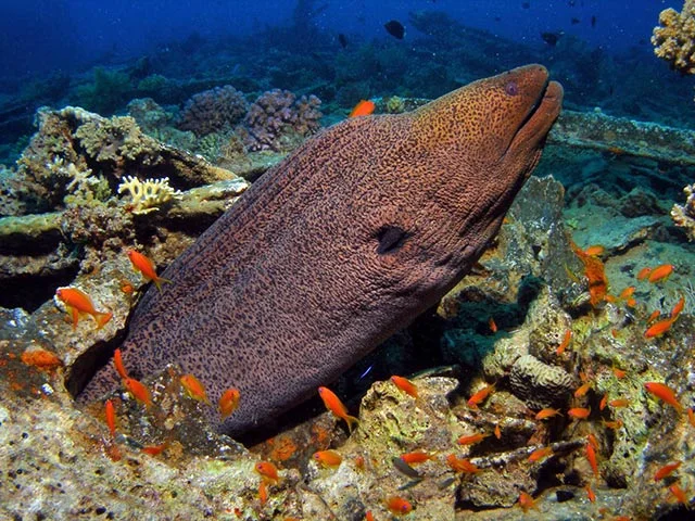 Giant moray eel in Red Sea