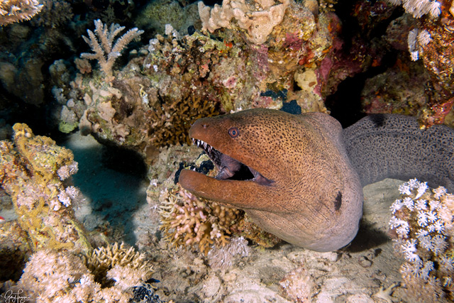 giant moray eel