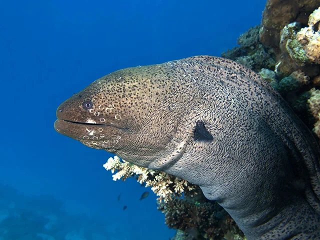 Giant moray eel