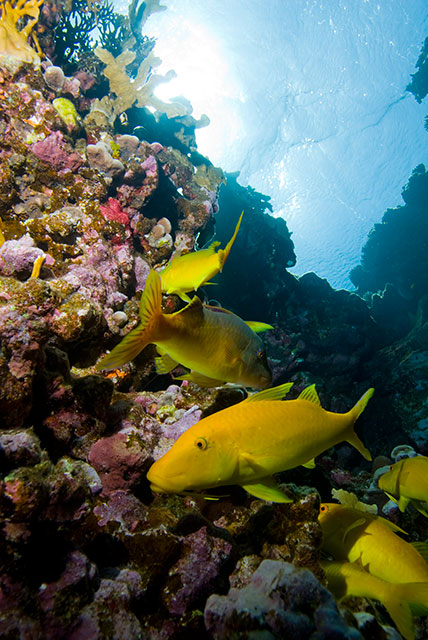 Yellowsaddle goatfish (Parupeneus cyclostomus) on coral reef. Red Sea, Egypt.