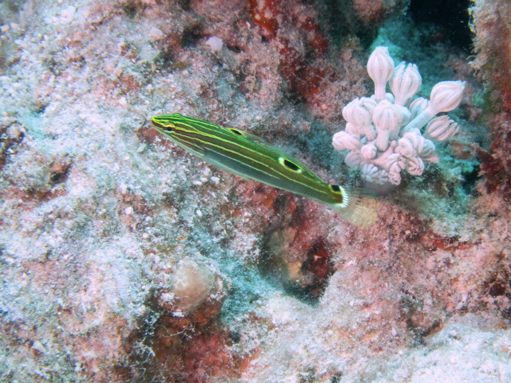 Hosai's Goby, Koumansetta hosai. Wadi Rahmi, Hammata, Red Sea, Egypt