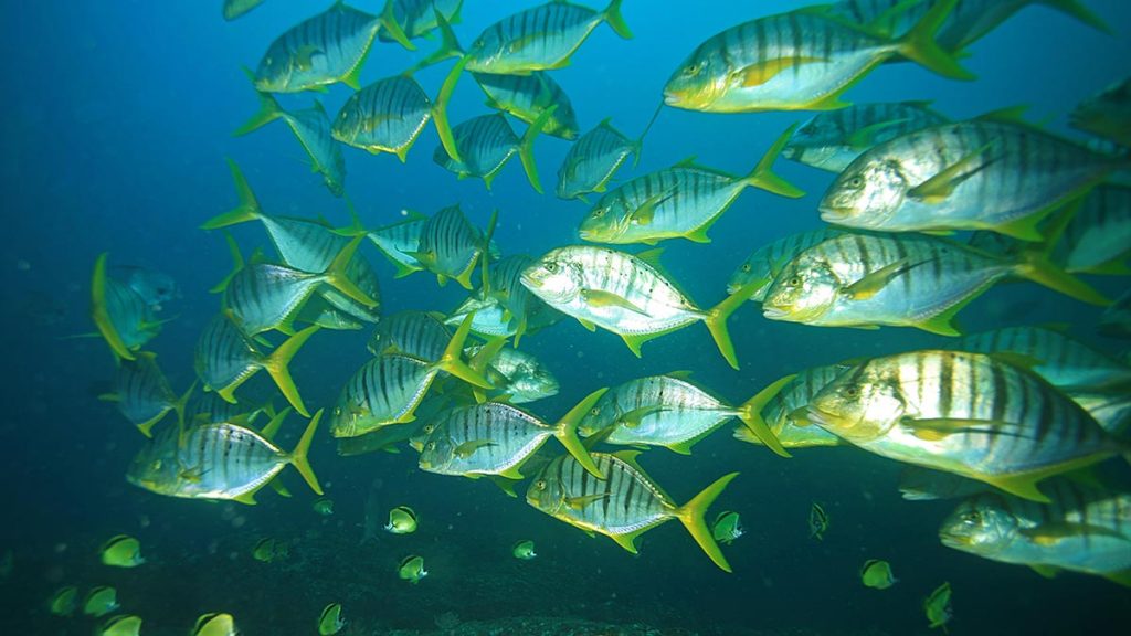 golden trevally