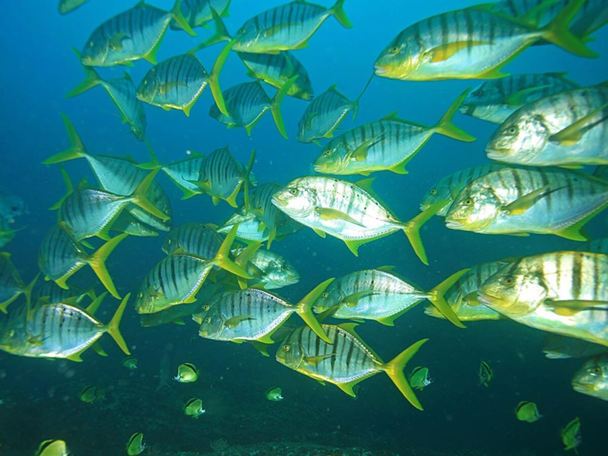 Creature of the Month: Golden Trevally - SCUBA News