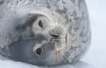 Grey seal