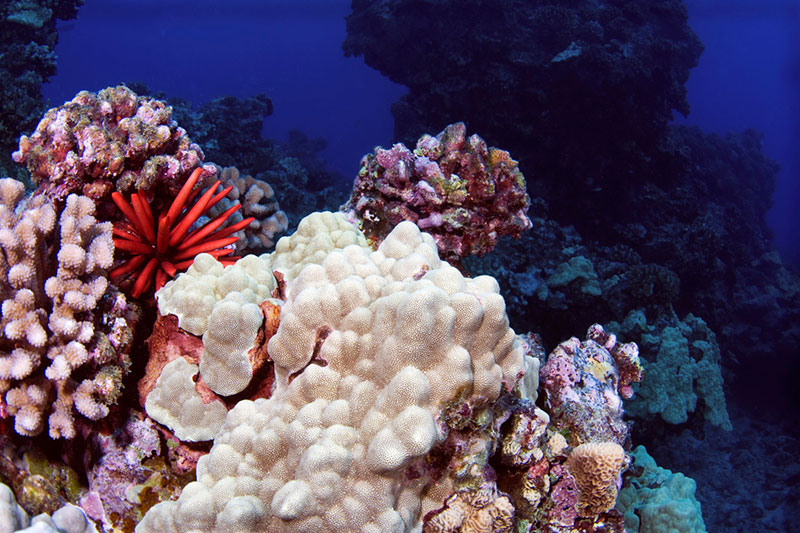 Hawaii coral reef with pencil urchin