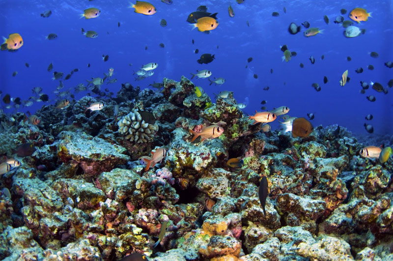 Hawaii reef fish