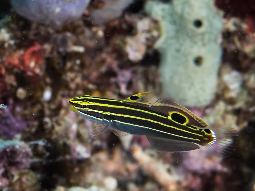 Hector's Goby Hectors Goby, K. hectori, is a darker colour with a different stripe pattern. Photo: Rickard Zerpe CC BY 2.0