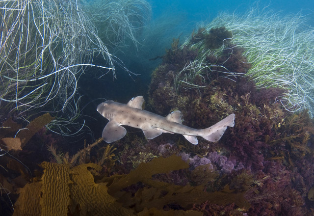 Horn shark