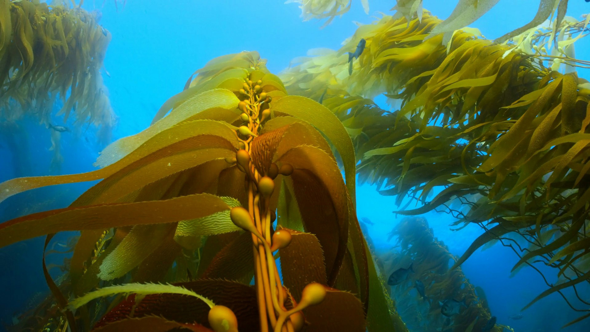 Diving California kelp forest