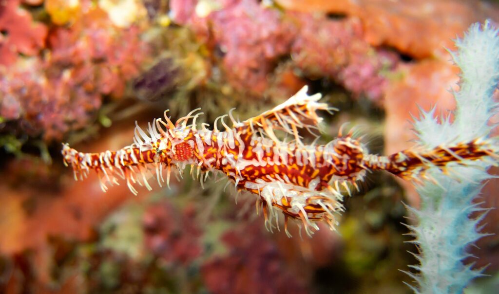 Ornate ghost pipefish. Heidi Bruce