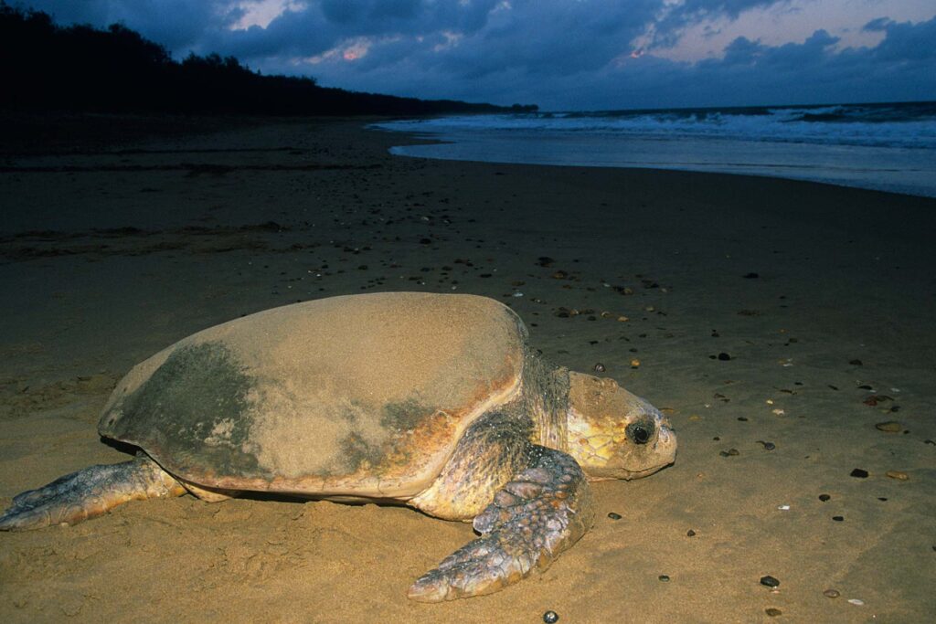 Leatherback turtle