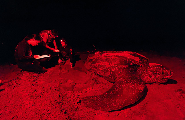 Leatherback turtle - tagging wth satellite tags