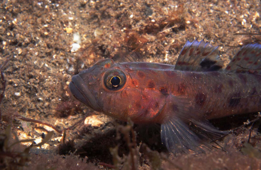 leopard spotted goby