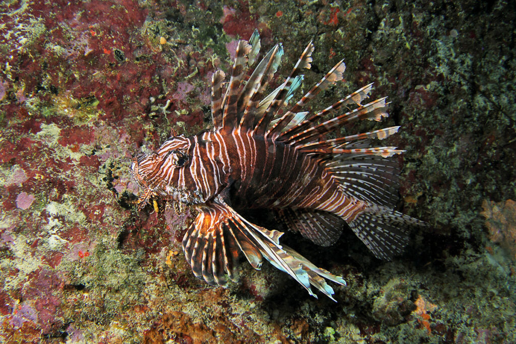 Lionfish, P. miles