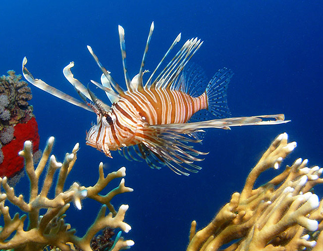 Lionfish in the Red Sea. Tim Nicholson