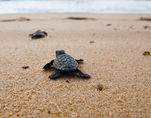 Baby Loggerhead turtle heading for the sea