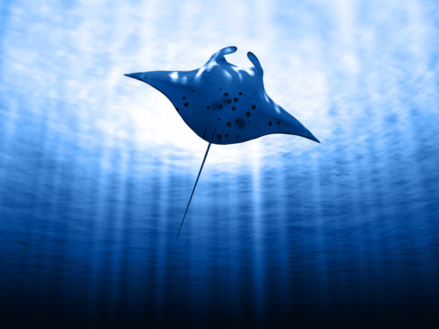 Seychelles manta ray