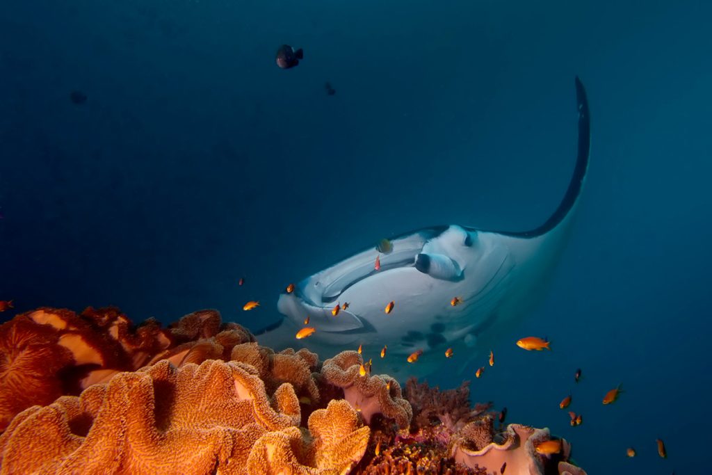 Manta ray on reef
