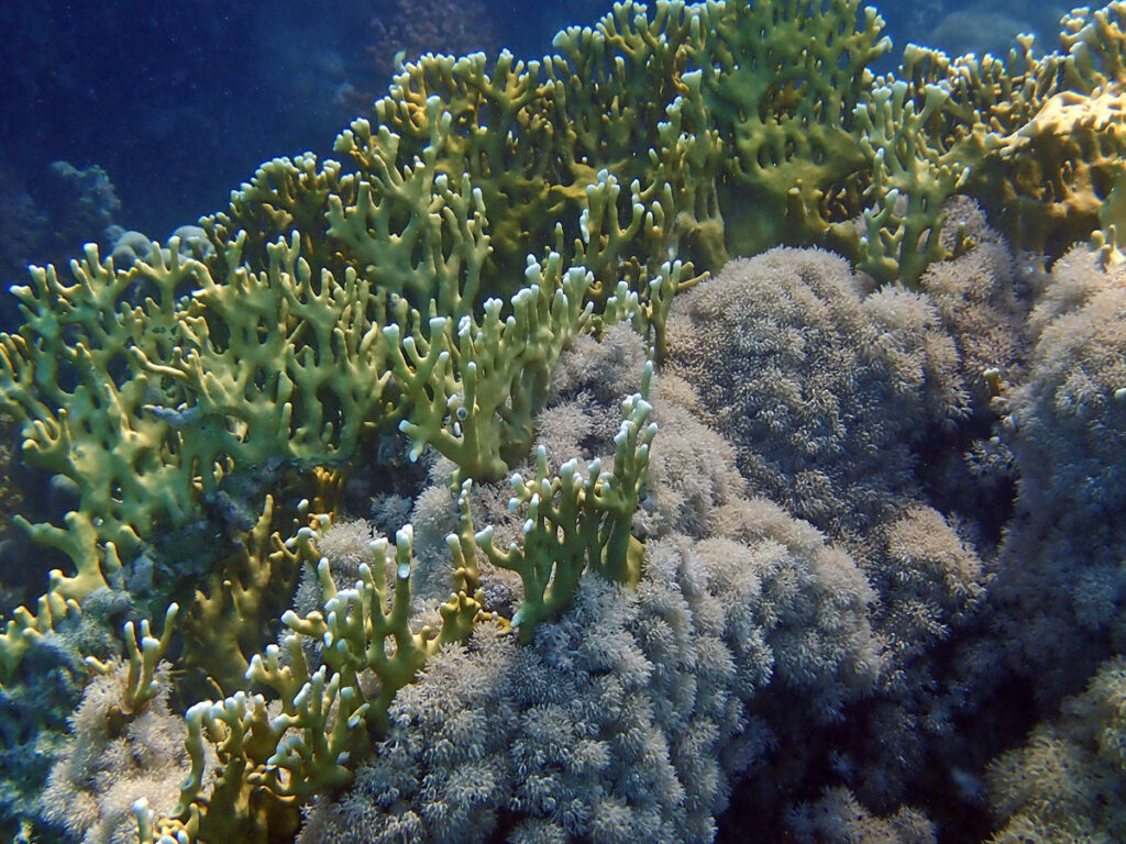 Fire coral and xenia, Red Sea, Marsa Shona