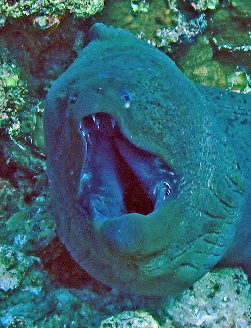 Giant moray being cleaned by a tiny cleaner wrasse. Here you can also see the extra teeth in roof of the moray's mouth. Jill Studholme