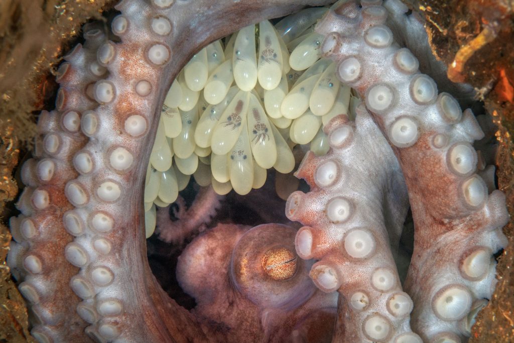 Heart-rending mother and baby octopuses photo, taken shortly before mother’s death, wins Ocean Art underwater photography contest. By Kat Zhou