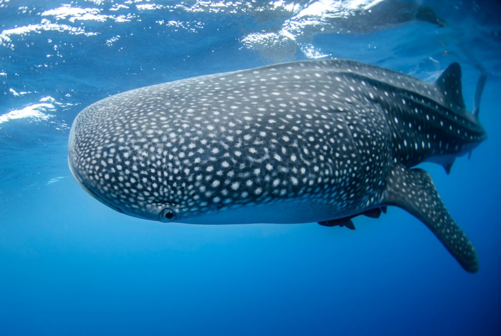 Whaleshark