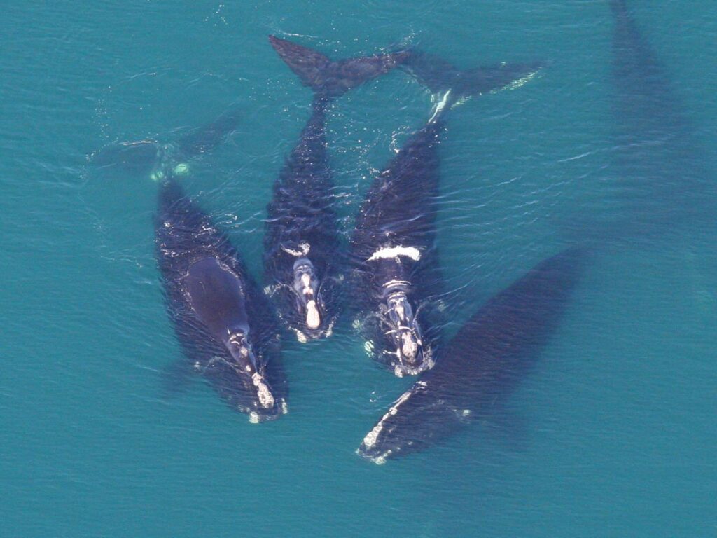 North Atlantic Right Whalws