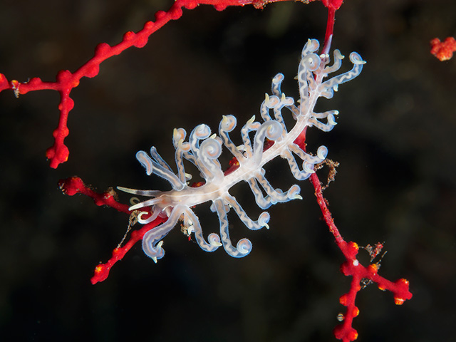 Nudibranch Undulate phyllodesmium.