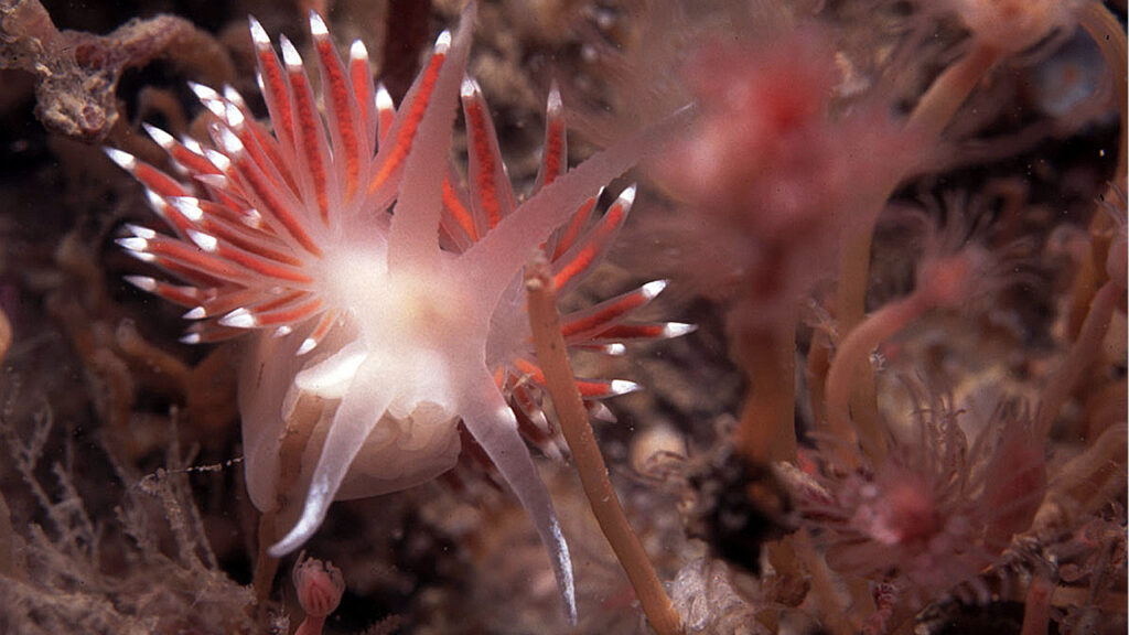 Nudibranch, Coryphella browni