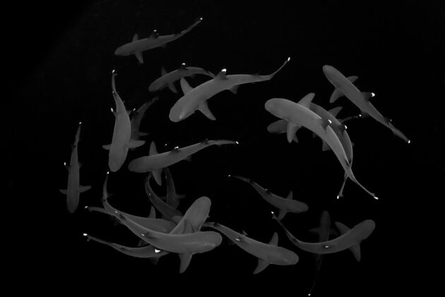 Circle of white-tip reef sharks