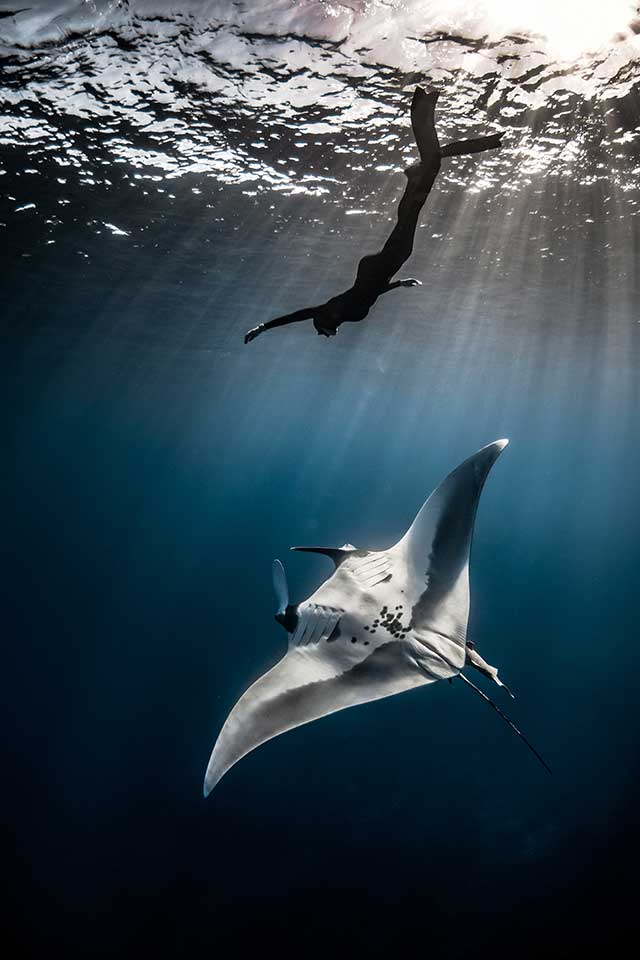 Atomospheric manta ray and swimmer