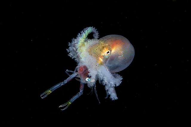 Octopus eating shrimp