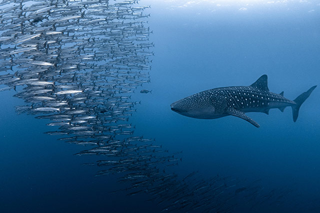 Whale shark following barracuda