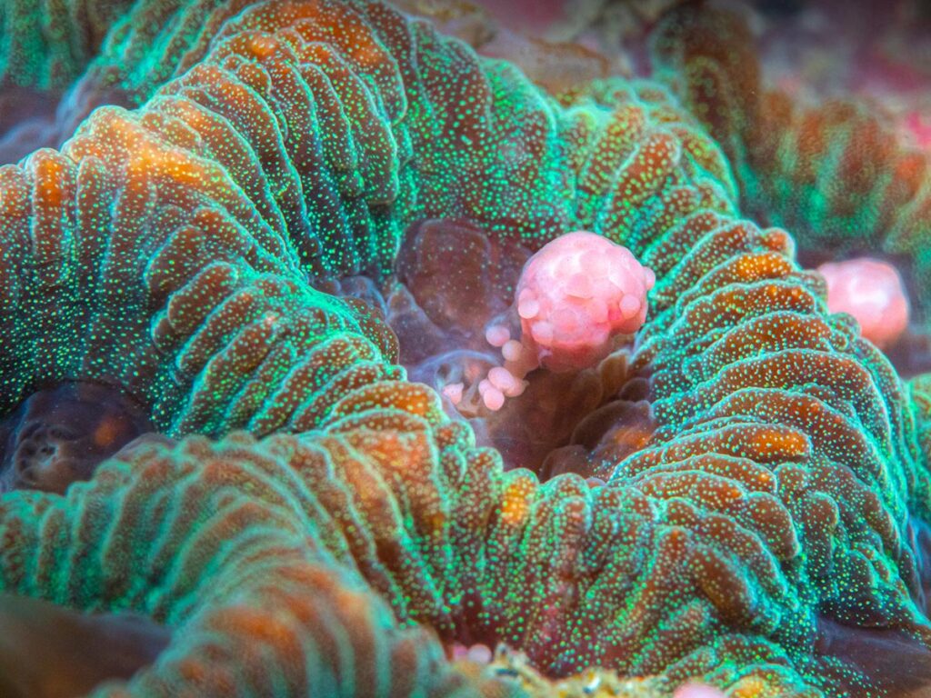 Coral spawning