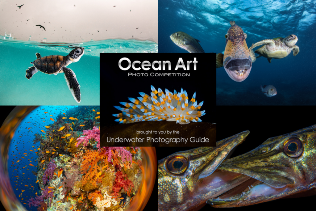 Ocean Art underwater photography competition 2024